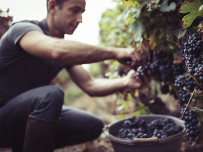 Q3 A8197 Harvest at Romy with Nicolas harvesting Pinot Grappe