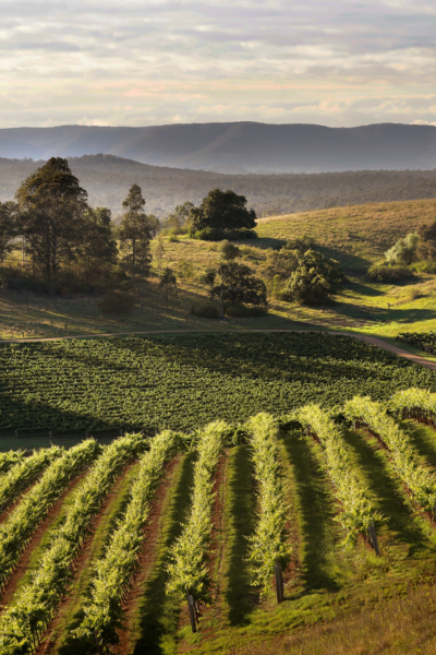 Briar Ridge Vineyards