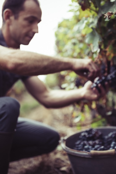 Q3 A8197 Harvest at Romy with Nicolas harvesting Pinot Grappe