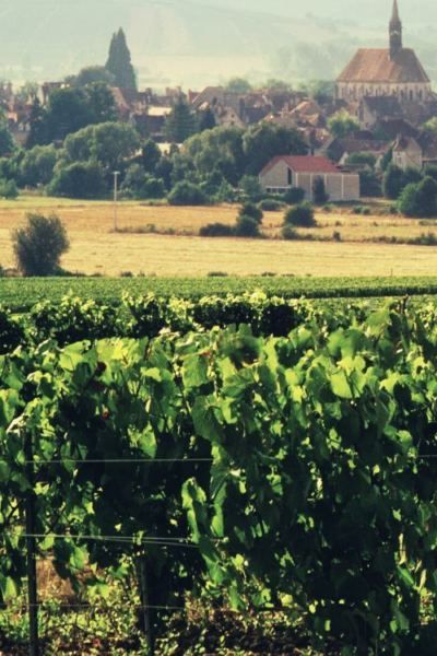 Stephane Brocard Chablis vineyards
