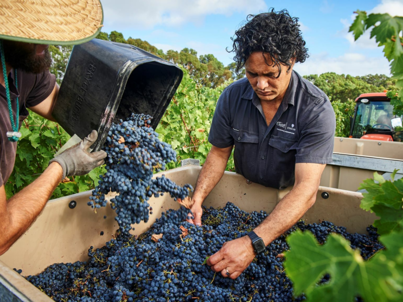 CLAIRAULT STRIECKER Vintage Frances Viticulturist Chris Gillmore